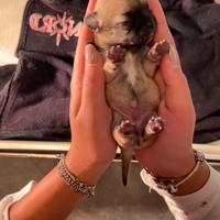 Cucciole chihuahua