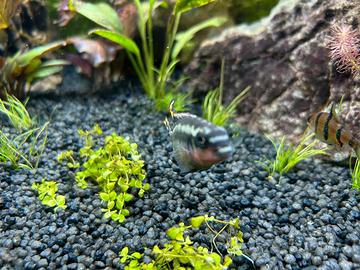 Vendo pelvicrachromis pulcher