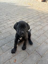 Privato cede cucciolo di Cane Corso