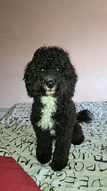 Barboncino per monta