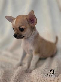 Cucciolo di Chihuahua con pedigree Enci