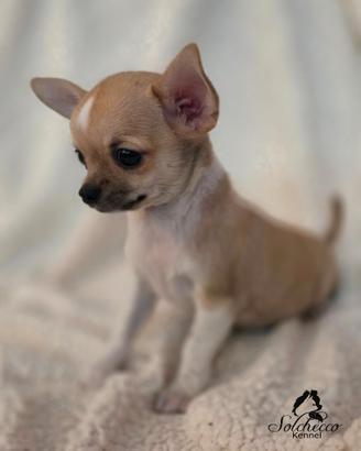 Cucciolo di Chihuahua con pedigree Enci