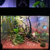 Acquario completo 75 lt