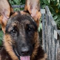 Cucciola femmina di pastore tedesco