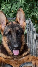 Cucciola femmina di pastore tedesco