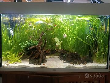 acquario juwel rio 125