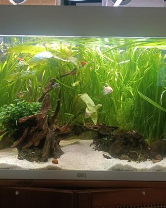 acquario juwel rio 125
