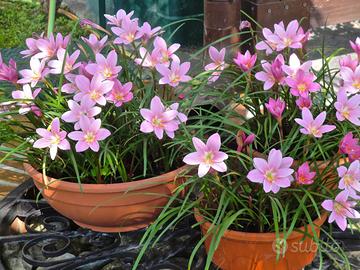 bulbi giglio della pioggia rosa