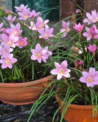bulbi giglio della pioggia rosa