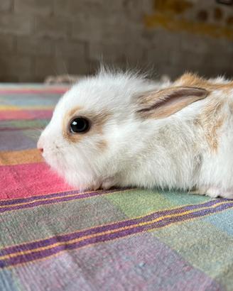 Coniglietto nano Pelo raso