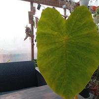 pianta di colocasia esculenta