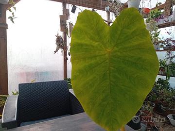 pianta di colocasia esculenta