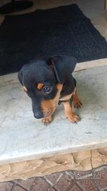 Pincher mini toy