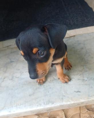 Pincher mini toy
