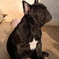 Bouledogue francese