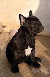 Bouledogue francese