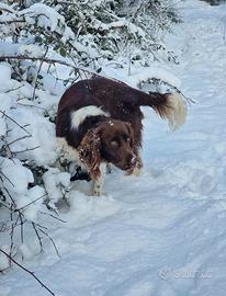 Spinger spaniel per monte