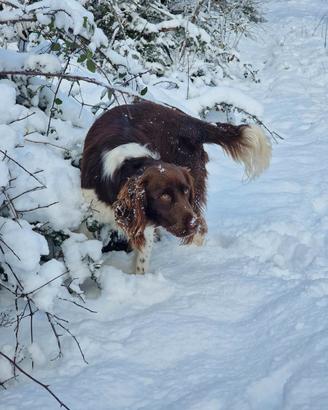 Spinger spaniel per monte