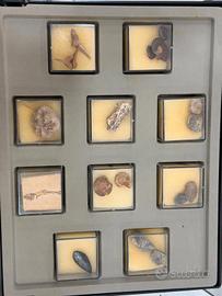 Collezione conchiglie perfette in tutto