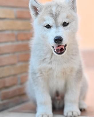 Siberian Husky