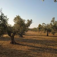 Terreno agricolo Alezio zona Coline
