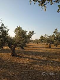 Terreno agricolo Alezio zona Coline