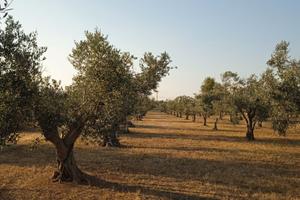 Terreno agricolo Alezio zona Coline