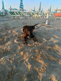 Cucciolo Cane Corso