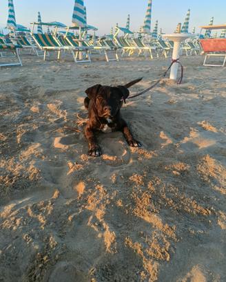 Cucciolo Cane Corso