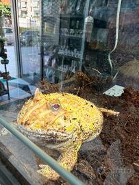 Pacman Frog