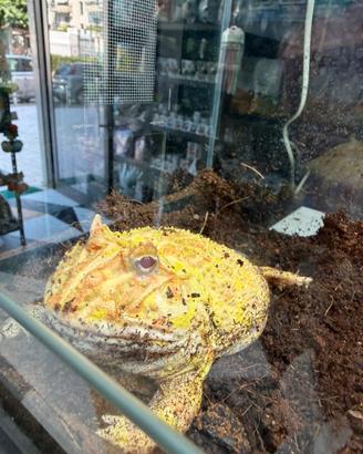Pacman Frog