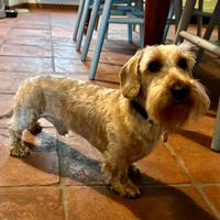 Bassotto pelo duro Kaninchen per accoppiamento