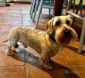 Bassotto pelo duro Kaninchen per accoppiamento