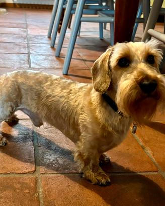 Bassotto pelo duro Kaninchen per accoppiamento