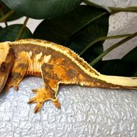 Geco Ciliatus femmina tricolor Fullpin