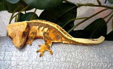 Geco Ciliatus femmina tricolor Fullpin