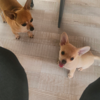 Cucciolo maschio di 3 mesi