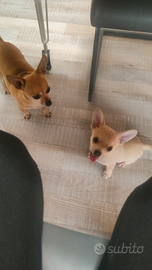 Cucciolo maschio di 3 mesi