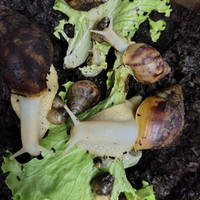 Lumache africane giganti