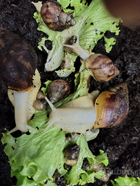 Lumache africane giganti