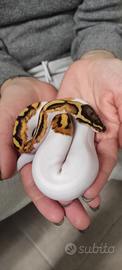Python regius