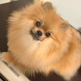 Spitz Pomerania di un anno