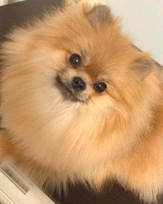 Spitz Pomerania di un anno
