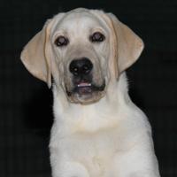 Cuccioloni di labrador retriever