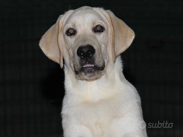 Cuccioloni di labrador retriever