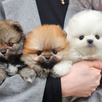Cuccioli di spitz
