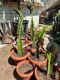 Piante da frutto