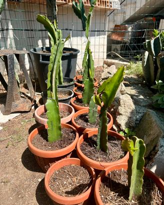 Piante da frutto