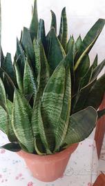 Sanseveria