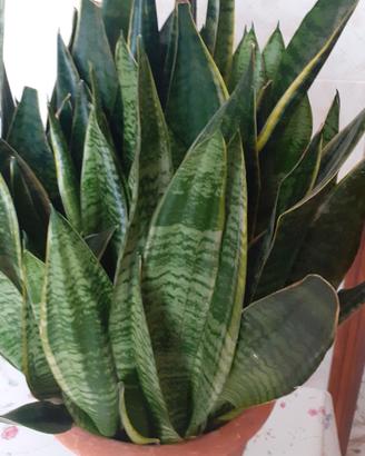 Sanseveria